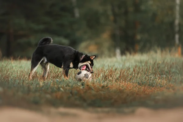 Raza de perro negro japonés shiba —  Fotos de Stock