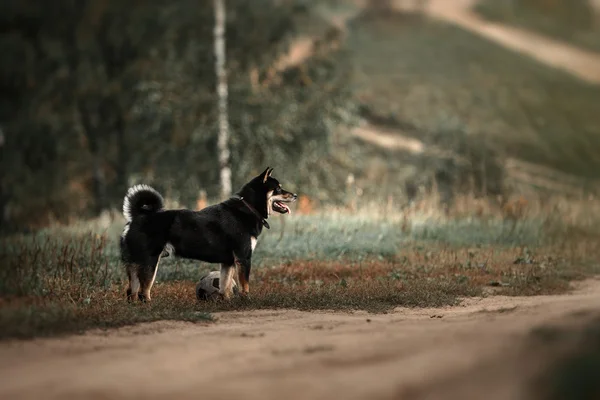 Σκύλο φυλής Μαύρο ιαπωνική Shiba — Φωτογραφία Αρχείου