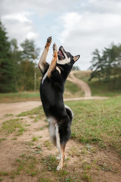 Собака породи чорний японський Shiba — стокове фото