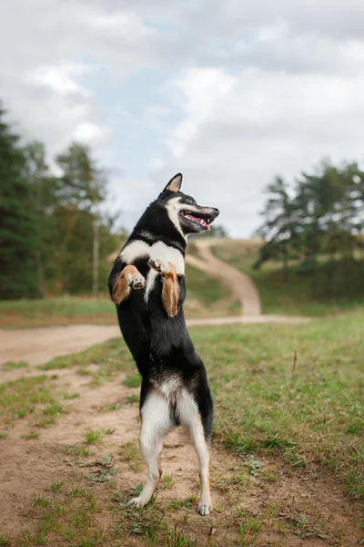 Cane razza nero giapponese Shiba — Foto Stock