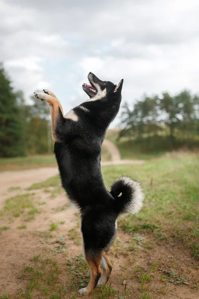 Dog breed black Japanese Shiba — Stock Photo, Image