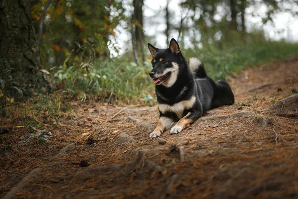 Hund rasen svart japansk Shiba — Stockfoto