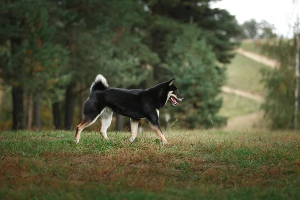 Raça cão preto japonês Shiba — Fotografia de Stock