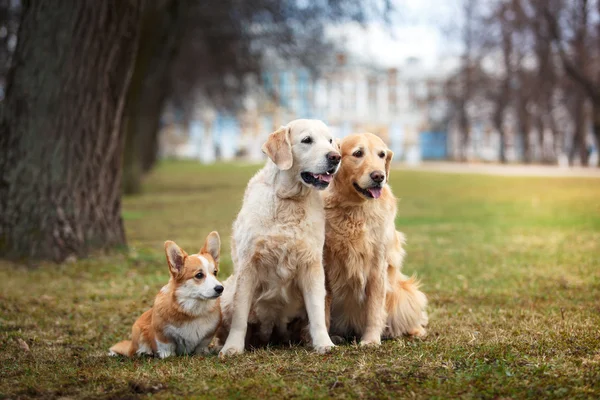 Σκύλοs breed ουαλλέζικο Corgi Pembroke και Γκόλντεν Ριτρίβερ — Φωτογραφία Αρχείου