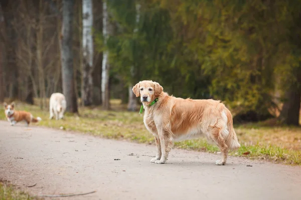 Race de chien gallois Corgi Pembroke et Golden retriever — Photo