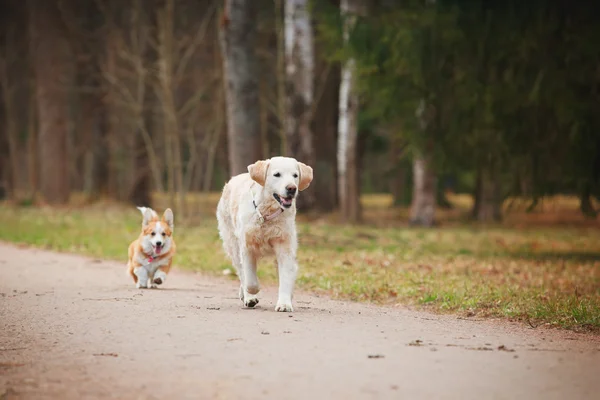 Hund rasen Welsh Corgi Pembroke och Golden retriever — Stockfoto