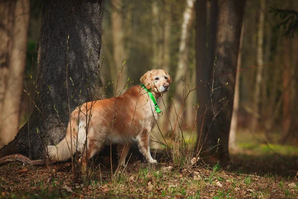 Φυλή σκυλιών Golden Retriever — Φωτογραφία Αρχείου
