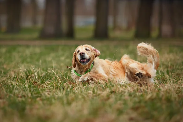 Raça cão golden retriever — Fotografia de Stock