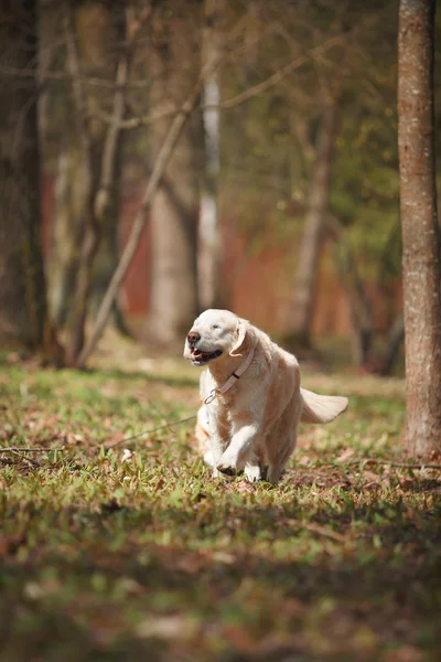 Cane razza golden retriever — Foto Stock