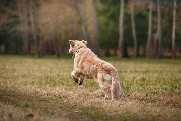 Raça cão golden retriever — Fotografia de Stock