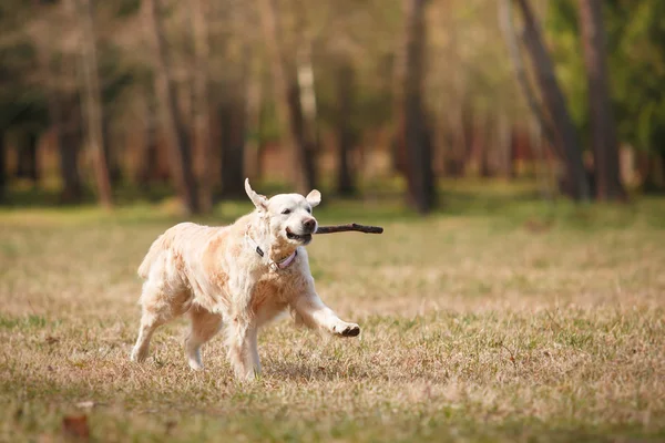 Chien race golden retriever — Photo