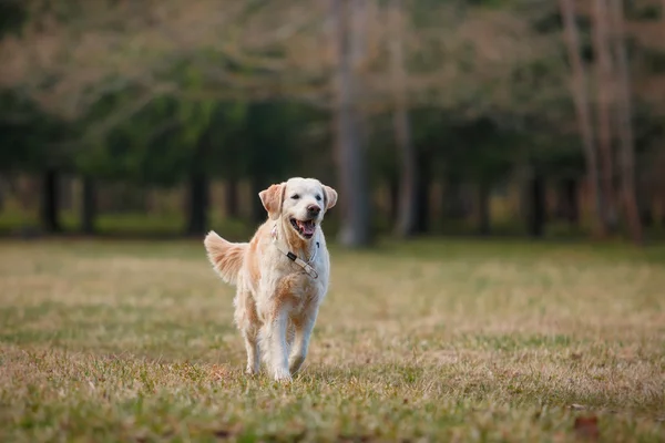 Chien race golden retriever — Photo