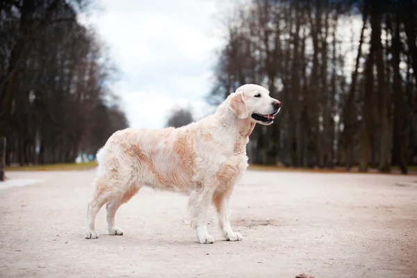 Pies rasy golden retriever — Zdjęcie stockowe