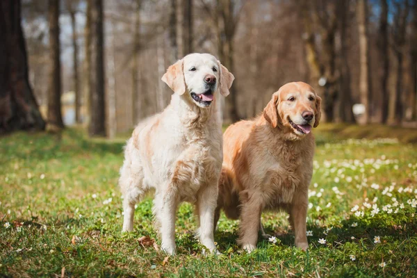 개는 황금 리트리버를 낳는다 — 스톡 사진