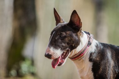 Köpek doğurmak çukur boğa korkunç