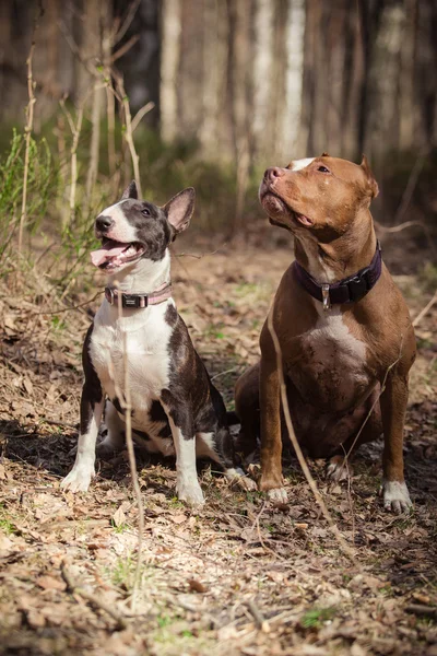 Raça cão American Pit Bull Terrier e Bull Terrier — Fotografia de Stock