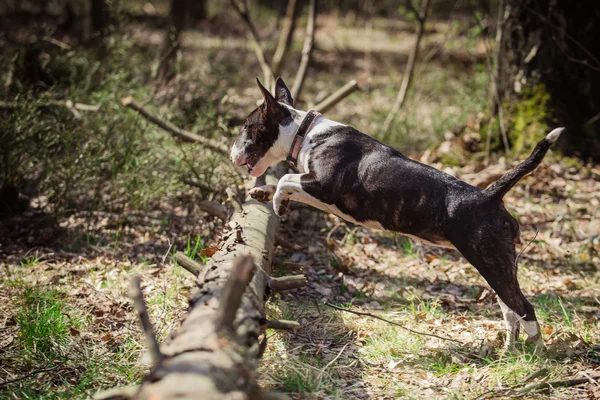 Raza de perro Pit Bull Terrier —  Fotos de Stock