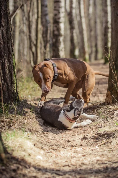 狗繁殖边境牧羊犬散步 — 图库照片