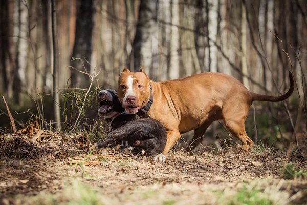 Hund race Amerikanske Pit Bull Terrier og Bull Terrier - Stock-foto