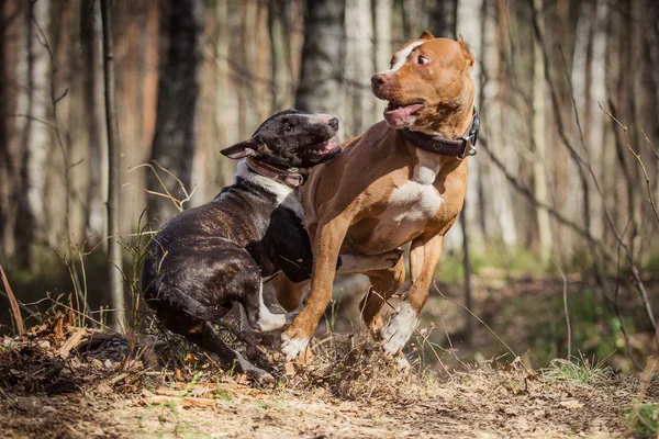 Amerikai Rohampáholy Bika Telekkönyv kutya tenyészt és Bull Terrier — Stock Fotó