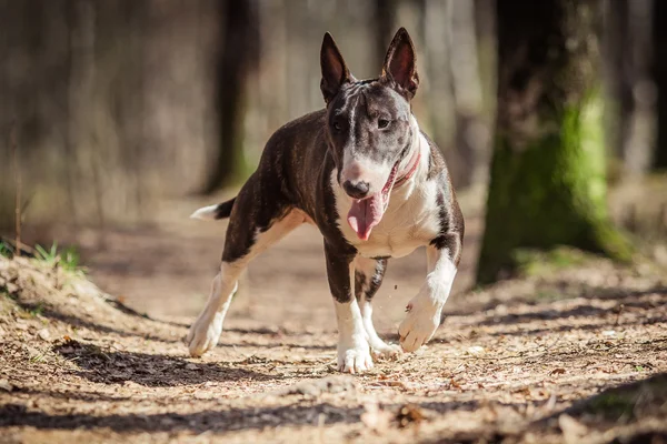 Raza de perro Pit Bull Terrier —  Fotos de Stock
