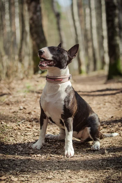 Raça cão Pit Bull Terrier — Fotografia de Stock