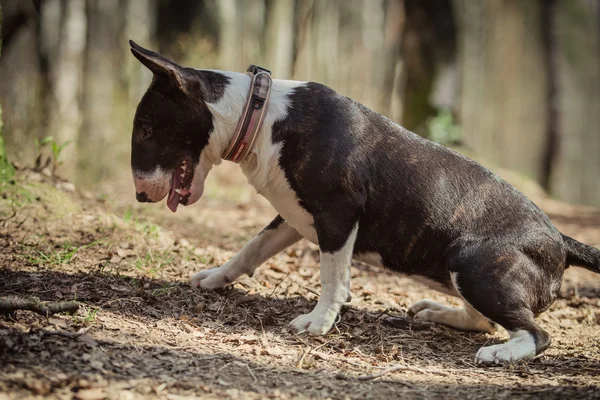 Порода собак Питбуль-терьер — стоковое фото