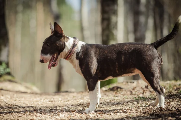 Psí plemeno pitbulteriér — Stock fotografie