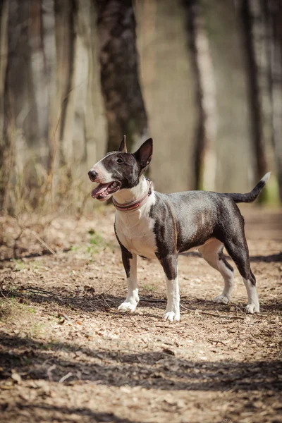 Dog breed Pit Bull Terrier — Stock Photo, Image