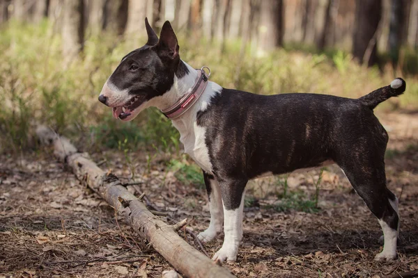 Köpek doğurmak çukur boğa korkunç — Stok fotoğraf