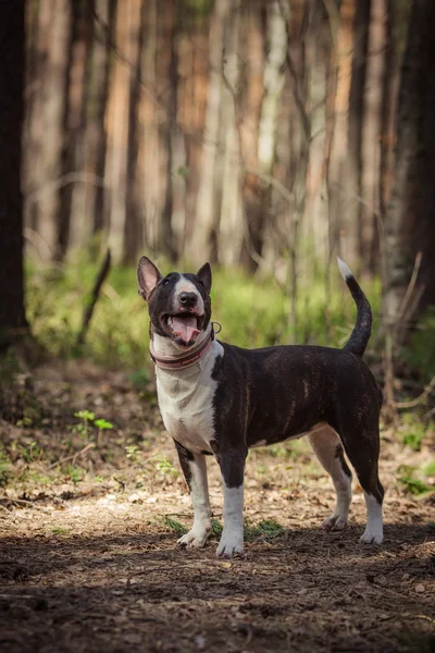 Psí plemeno pitbulteriér — Stock fotografie