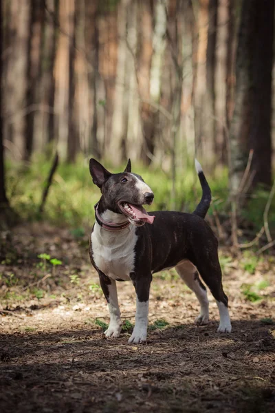 Psí plemeno pitbulteriér — Stock fotografie