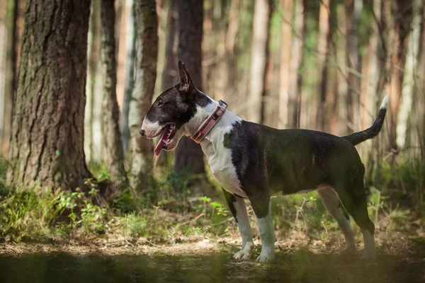 Hond ras Terriër van de stier van de kuil wandelen — Stockfoto