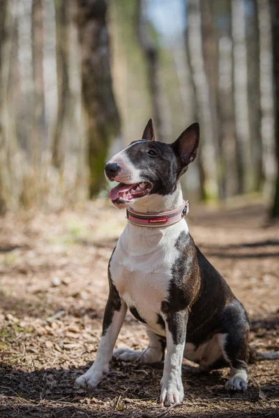 Chien de race Puits Bull Terrier marche — Photo