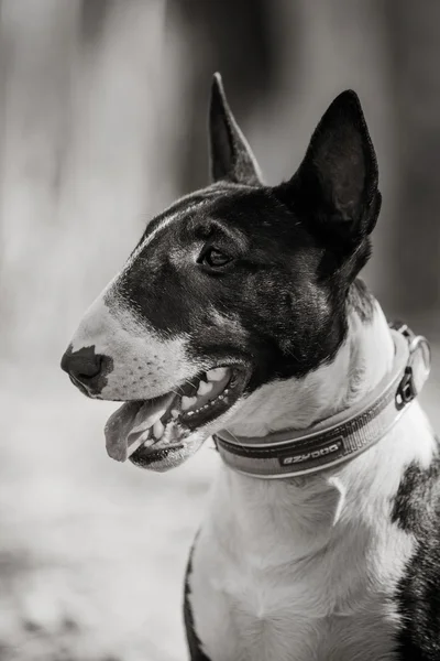 Perro raza Pit Bull Terrier caminar — Foto de Stock