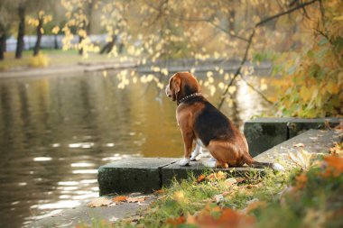 Sonbahar Park'ta yürüyordunuz köpek Beagle