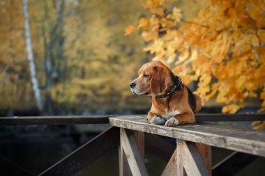 Sonbahar Park'ta yürüyordunuz köpek Beagle