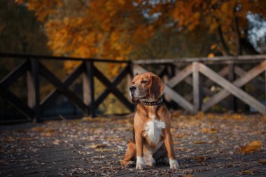 Sonbahar Park'ta yürüyordunuz köpek Beagle