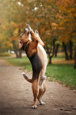 Sonbahar Park'ta yürüyordunuz köpek Beagle