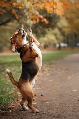 Sonbahar Park'ta yürüyordunuz köpek Beagle