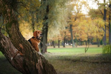 Sonbahar Park'ta yürüyordunuz köpek Beagle