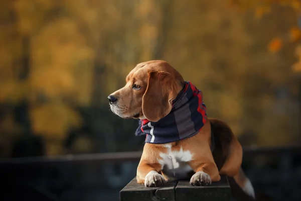 Perro Beagle paseando en el parque de otoño —  Fotos de Stock
