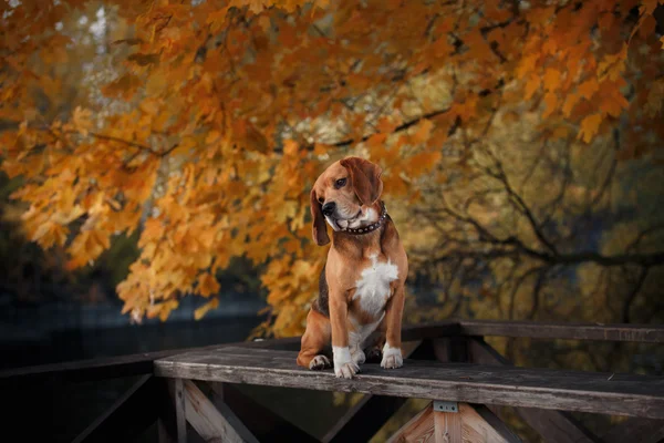Pies Beagle spaceru w parku jesień — Zdjęcie stockowe