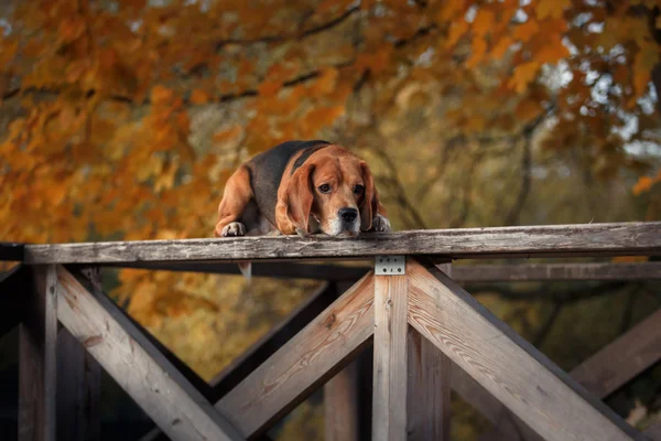 Hond Beagle wandelen in herfst park — Stockfoto