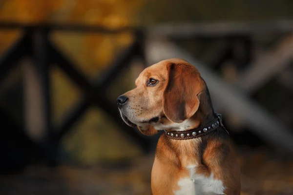 Pies Beagle spaceru w parku jesień — Zdjęcie stockowe