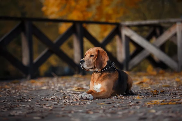 Pies Beagle spaceru w parku jesień — Zdjęcie stockowe