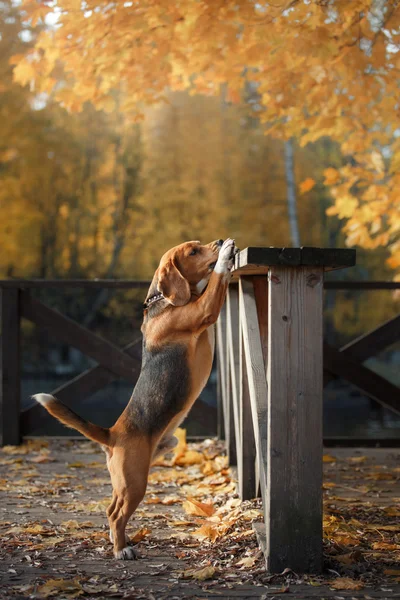 Hond Beagle wandelen in herfst park — Stockfoto