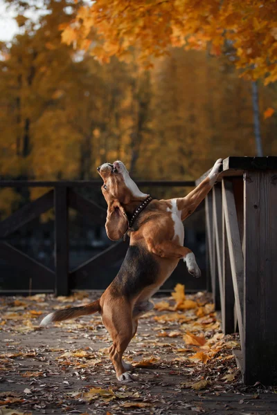 Hund Beagle promenader i höst park — Stockfoto