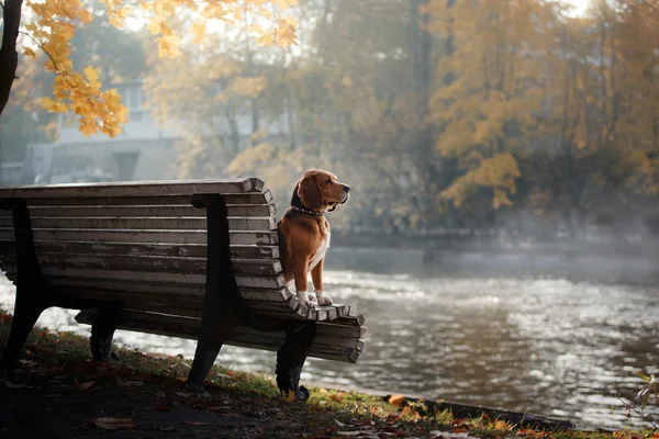 Dog Beagle walking in autumn park — Stock Photo, Image