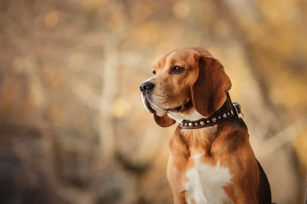 Dog Beagle caminhando no parque de outono — Fotografia de Stock